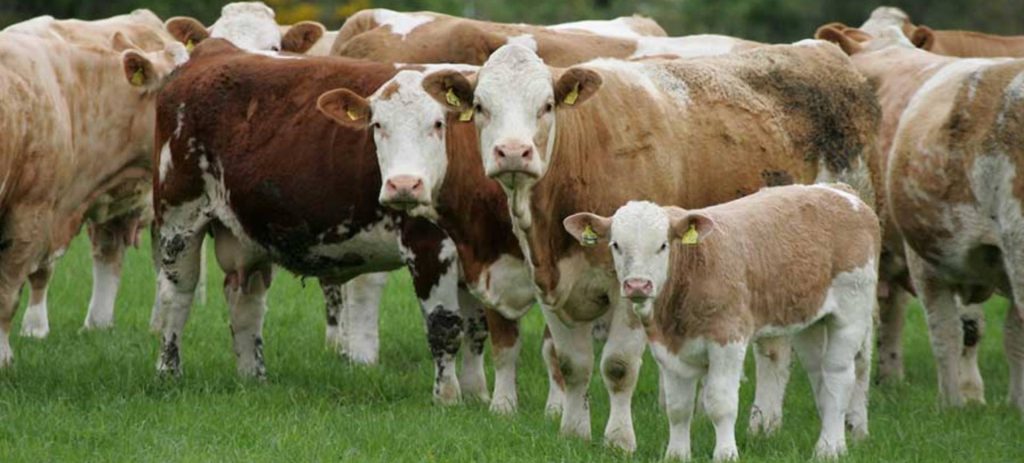 brown cattle green farm2